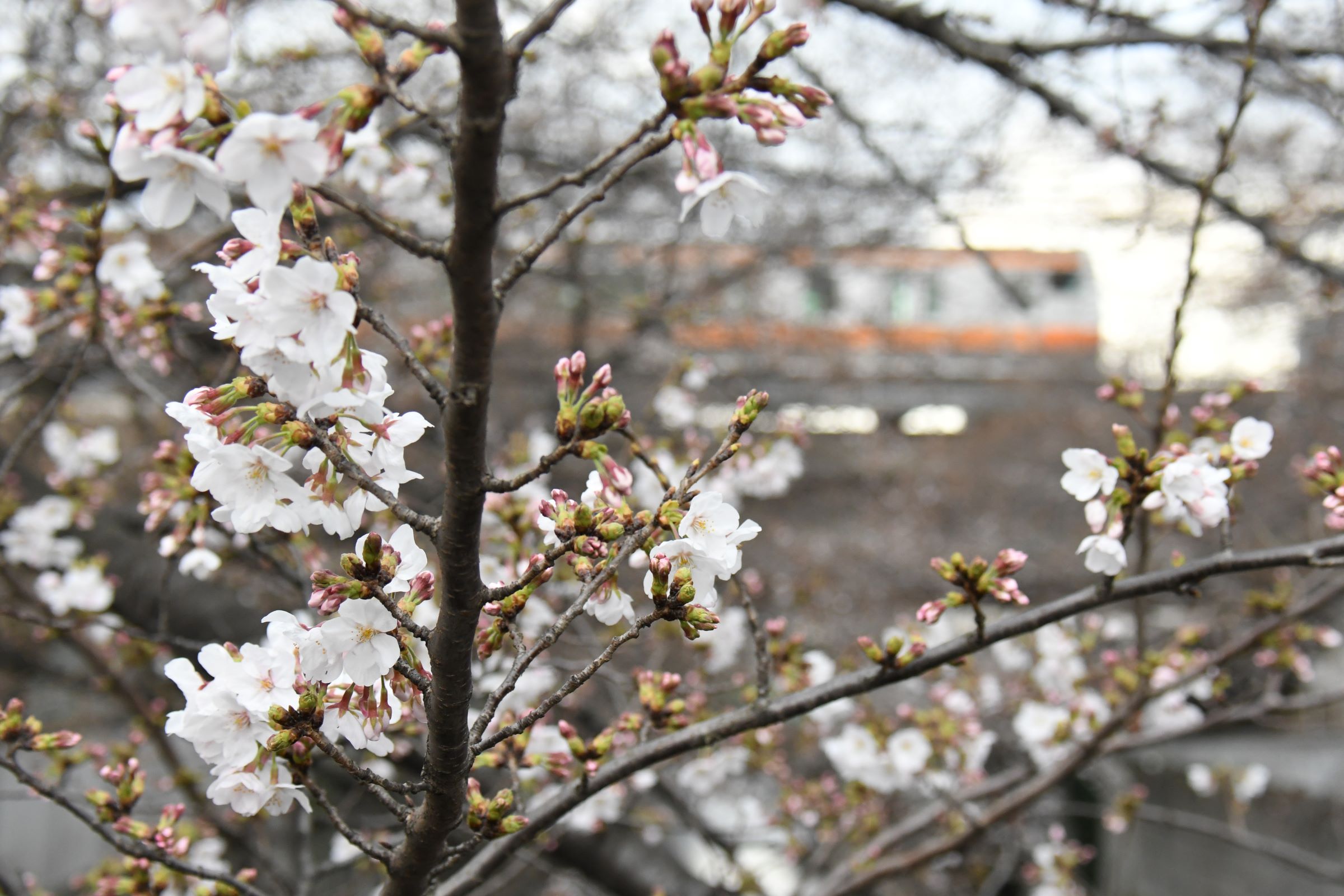 心 中央線が好きだ 21年３月２０日 土 東中野の桜 まだ咲きはじめ 駅の東側の神田川沿いは１本に数輪咲いている木も あればだいぶ咲いてる木もある T Co Tpnhnkfeq4 Twitter