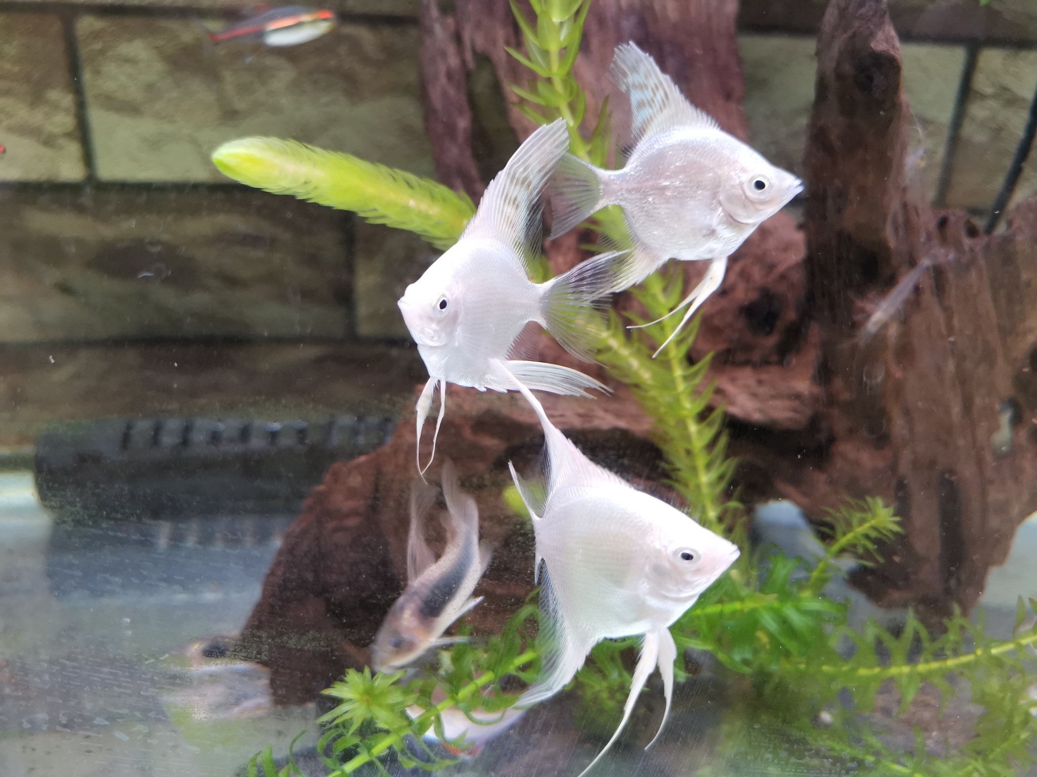 Hiro 翔 和真 小さめのプラチナホワイトエンゼルフィッシュ入れたよ 華やかになったけど密になった 熱帯魚 熱帯魚水槽 水槽 アクアリウム エンゼルフィッシュ プラチナホワイトエンゼルフィッシュ ダイヤモンドエンゼルフィッシュ