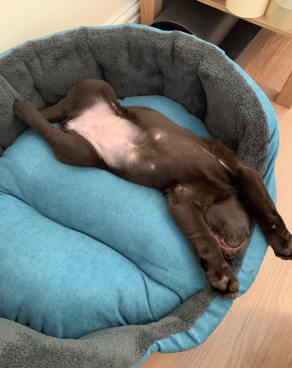 Comfy there @DoggoRuby 🐶 #SnoozeTime #ItsAHardLife #EatSleepPooRepeat #DogsOfTwitter