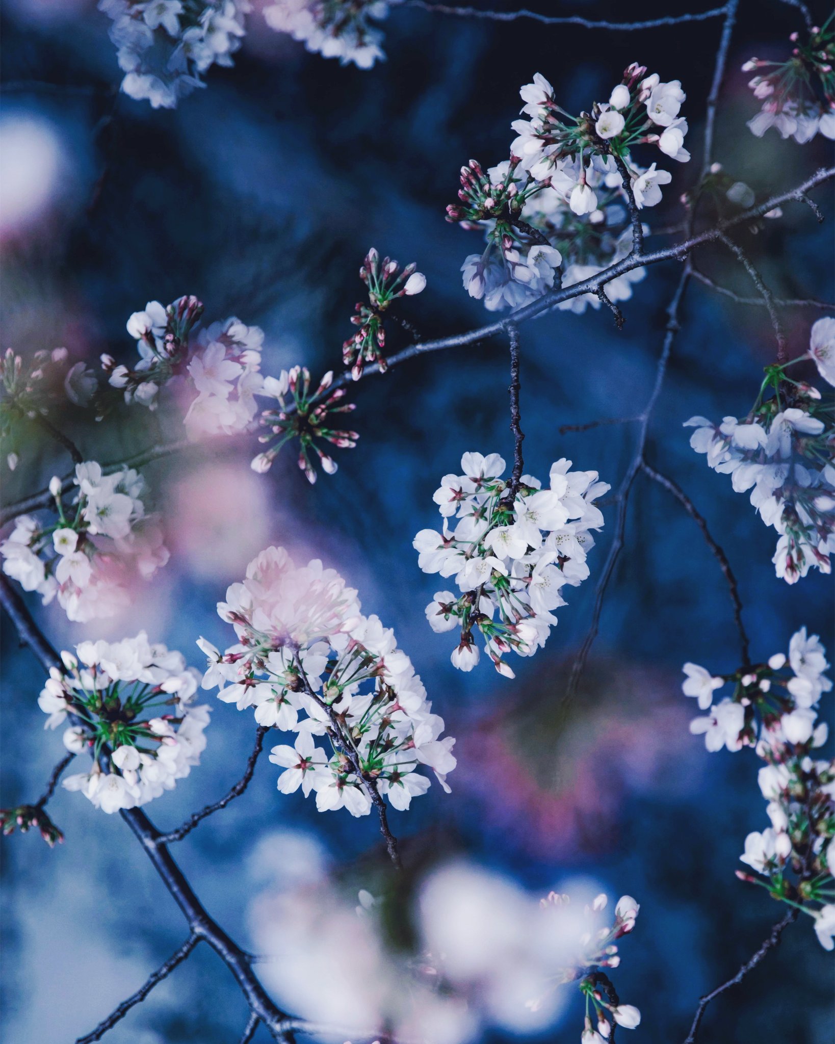 6151 桜の花の付き方で老木か若い木か見分けがつくと知った 枝先に房で花開くものが老木で枝下てくるらしい 樹齢が50年を越えると老木と呼ぶ 何となく記憶の中で目に留まった桜は古くから生きている桜だったかもしれない T Co Yn6flijfxl