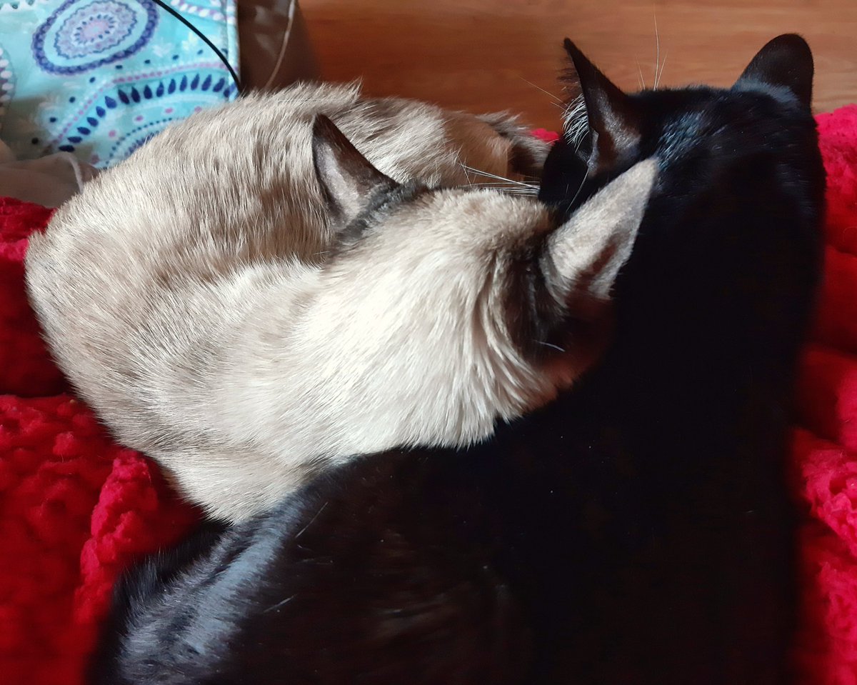 celesgalan64's tweet photo. Con mis chiquillas en el #regazo 🥰
#Coralito😺 y #Dalila😼
#gatas #cats #chats #catlovers #Caturday #CatsOfTwitter #CatsOnTwitter #Gatos #GatosDeTwitter https://t.co/deflcRkx0t