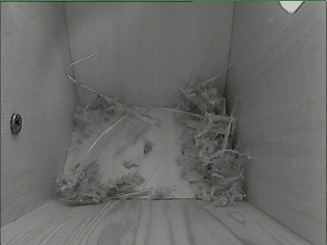 annasalty's tweet photo. It's that time of year again! Interior furnishing is underway in a new build property opposite the #BuryCaeri box. Two cameras set up this year. Fingers crossed for successful broods. https://t.co/qm66Fh4RPM