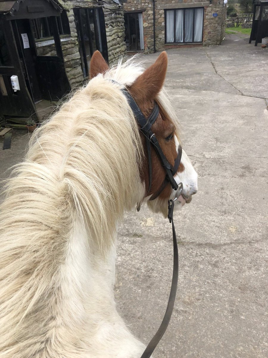 ClyneFarmCentre's tweet photo. Bert and Ferne getting fit and ready for reopening next Saturday! 🐎 

#HorseRiding #RidingStables #ThroughTheEars https://t.co/shbDXLFHFy