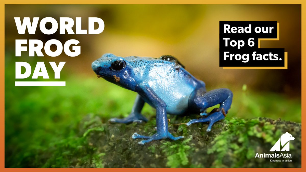 Strawberry Poison Dart Frog Life Cycle