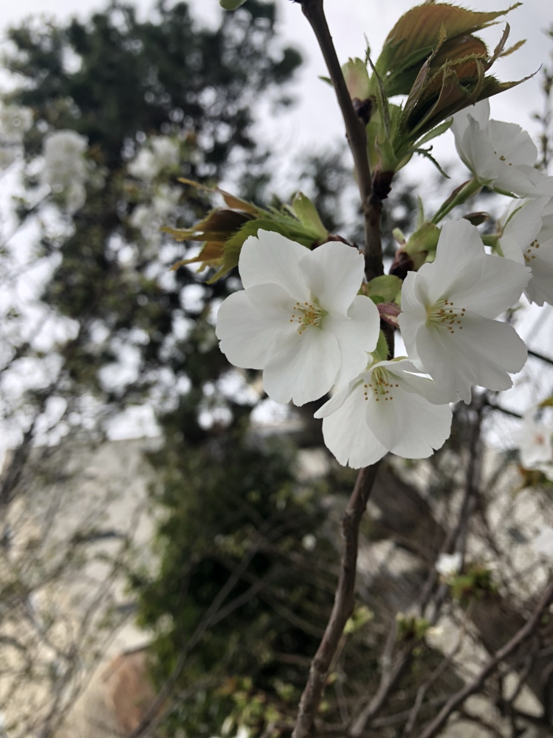 アラキ コマ 朝の散歩で見つけた花 東京都大田区大森から季節の便りを毎日投稿中 近所の公園の白い桜が咲きました 名前はなんでしょうか オオシマザクラ かな T Co Kka0edgxol Twitter