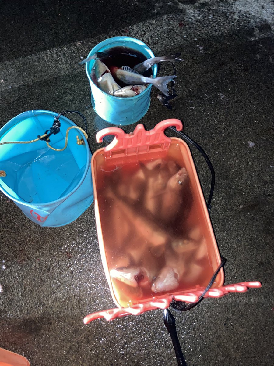 抹茶 投光器とケイムラ仕掛けを使う積丹のホッケ ニシン夜釣り 驚くほど釣れるので色んな方にチャレンジして欲しいです