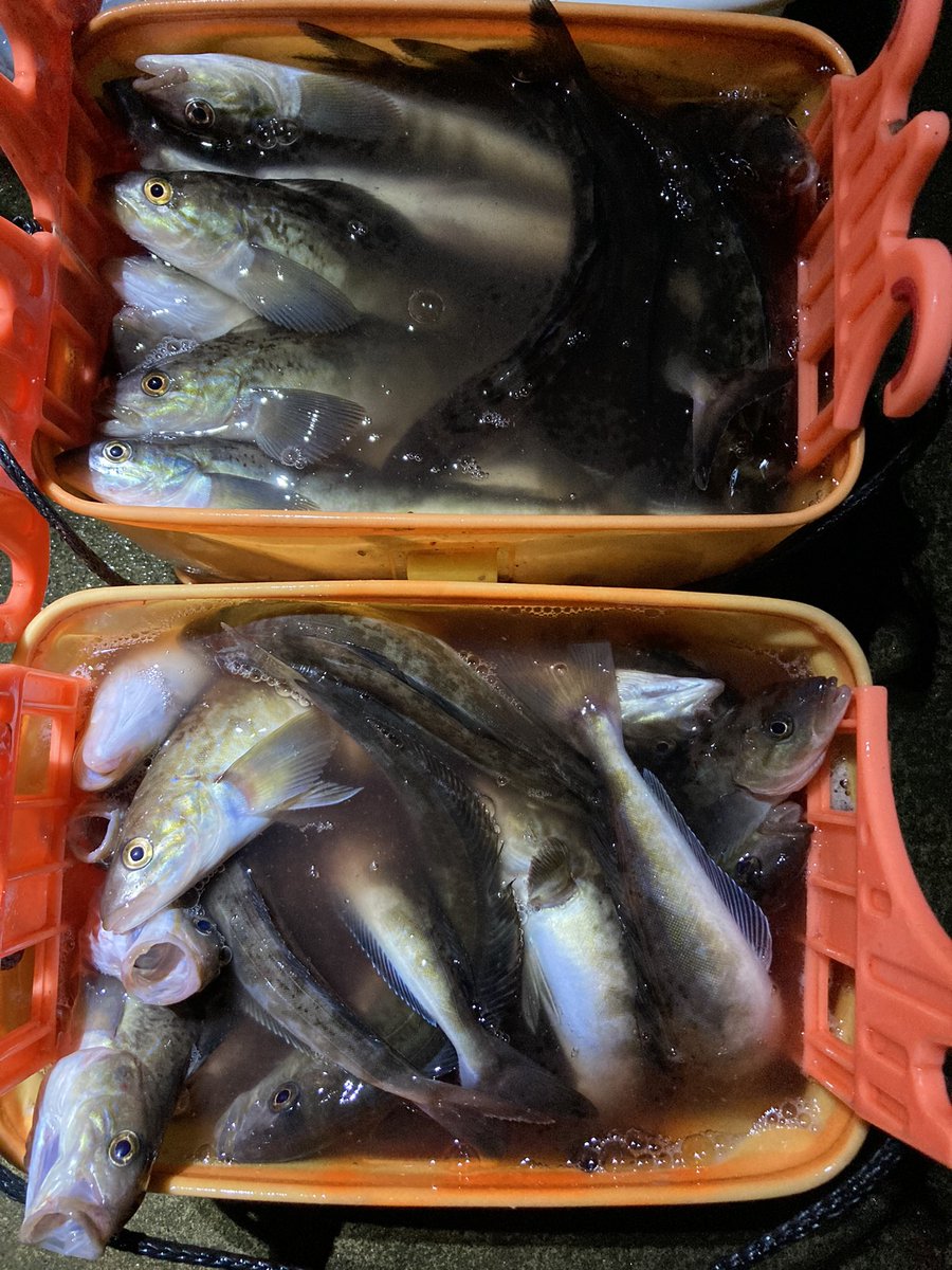 抹茶 投光器とケイムラ仕掛けを使う積丹のホッケ ニシン夜釣り 驚くほど釣れるので色んな方にチャレンジして欲しいです