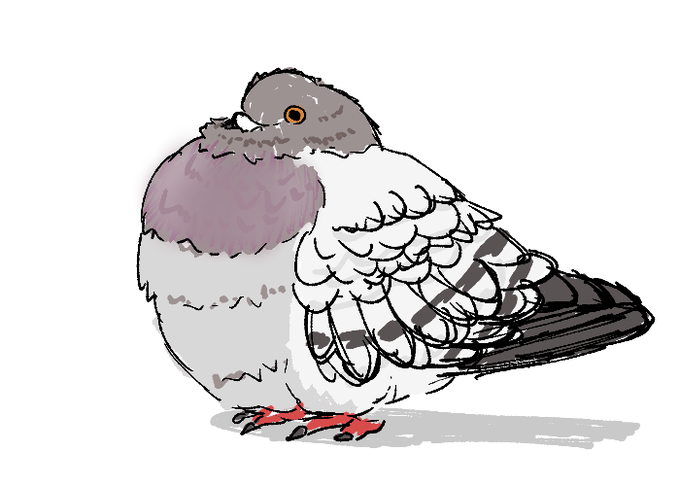鳩のtwitterイラスト検索結果
