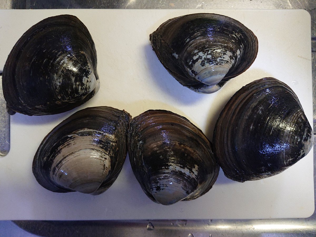 ট ইট র 旭川医大寄生虫学講座 ホッキ貝買った 一個100円 ご承知だと思いますが リプ欄を最後まで見ていただけますと喜びます