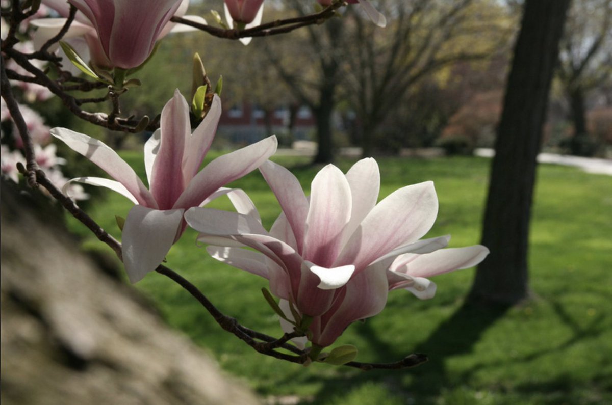 Millersville University tweet media