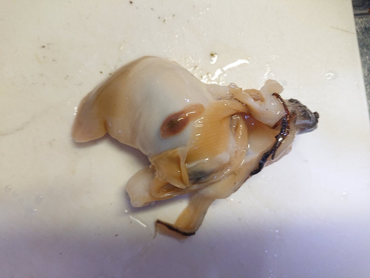 ベスト ホッキ 貝 寄生 虫 ホッキ貝 寄生虫 Sengkaelosipjp