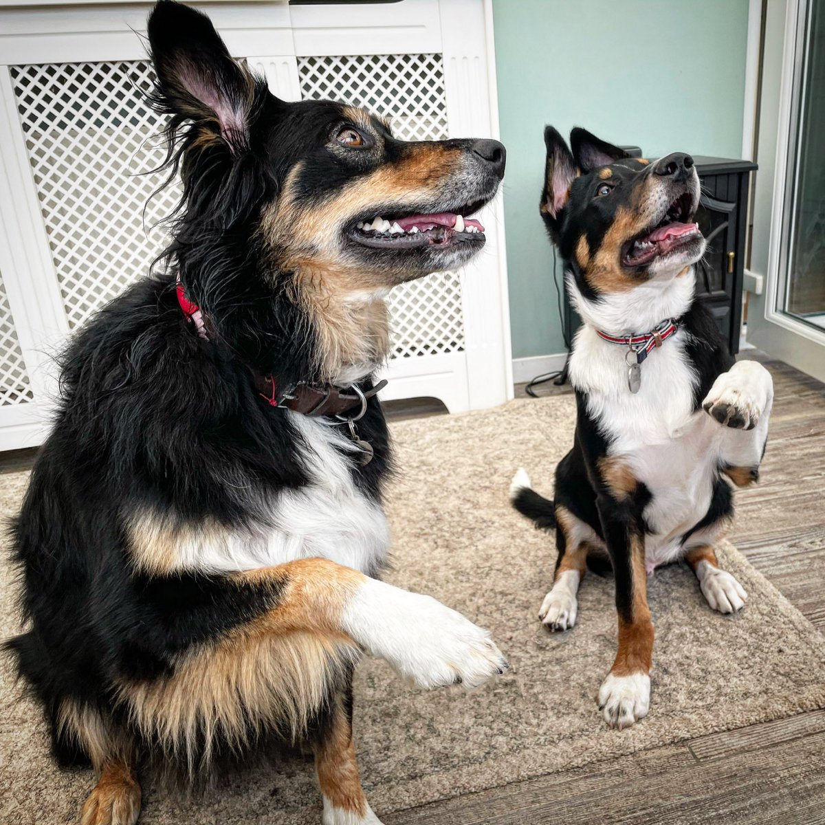 High five it’s the weekend! #PipThePup #MollyTheCollie #bordercolliebuddies 🐾❤️🐾❤️