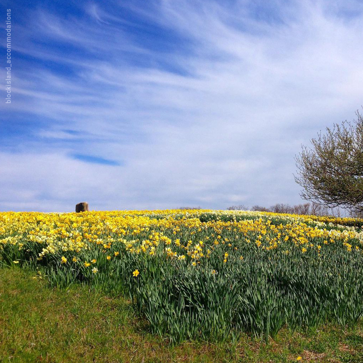BlockIsleFerry's tweet image. Annnnnnndddddddd, IT’S SPRING! Birds chirping, flowers blooming, bunnies giving out candy (well, eventually anyway), and (most importantly) summer’s right around the corner! #springstart #equinox #BIF #blockisland