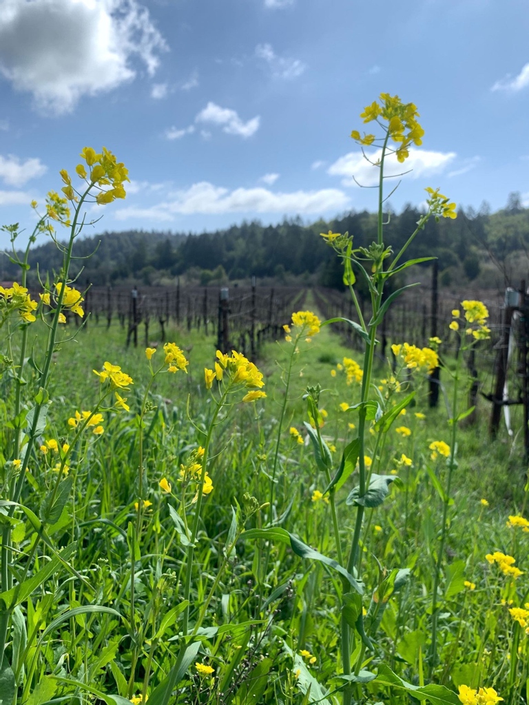 'The Earth laughs in flowers.' -Ralph Waldo Emerson Happy First Day of Spring, may it bring you laughter, flowers, and beauty. . #spring #springtime #springinthevineyard #vines #florwers #