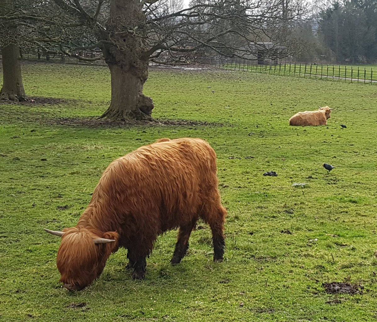 PaulAntcliffe1's tweet photo. Today, I met my son for a wonderful walk adjacent to Graves Park Animal Farm, which could be open to the public next month. #Essentialexercise #Nature #TheOutdoorCity #Walking #Wellbeing https://t.co/9eBF4TV7W6
