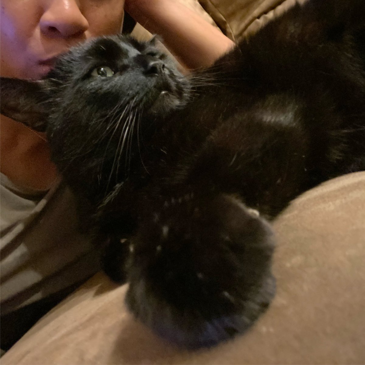 LeighannLord's tweet photo. My Cat: Meow.
ME: What are we watching this weekend? Justice League.
MC: Meow.
ME: You're right. We should probably re-watch Batman vs. Superman first.
MC: Meow!
ME: Of course the extended cut.
Sir!🐈⬛
#CaturdayConversations #ThisIsHowWeCaturday #happycaturday #NerdCat https://t.co/unfkOE7oUf
