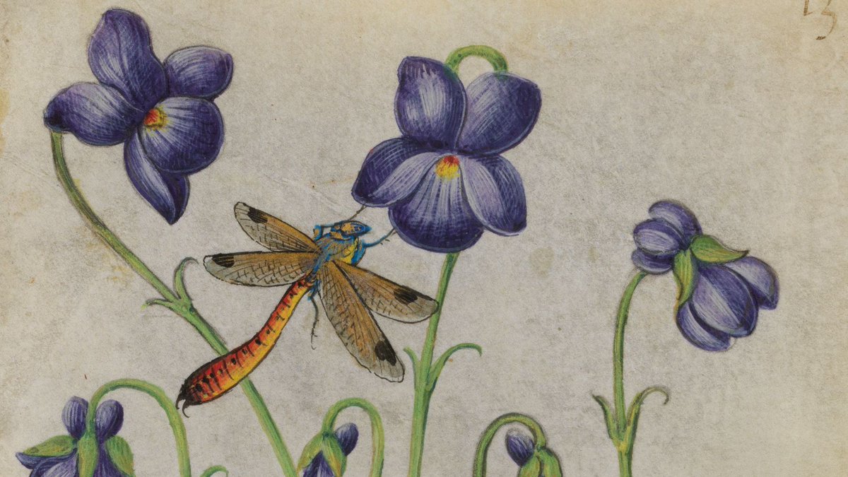 metmuseum's tweet photo. Florals for #spring? Groundbreaking...and in the ground! 🌸

DYK: You can find every flower type in "The Book of Flower Studies” growing at the #MetCloisters, thanks to our horticulturalists.

Read more about this medieval book: https://t.co/nVRuH2KrHE

#MetCollects https://t.co/3uUxzLYXYb