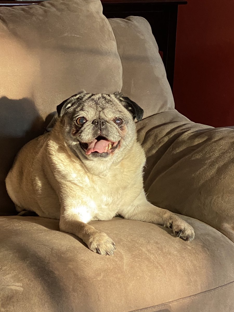 KMartingayle's tweet image. #FirstDayOfSpring #PugStyle