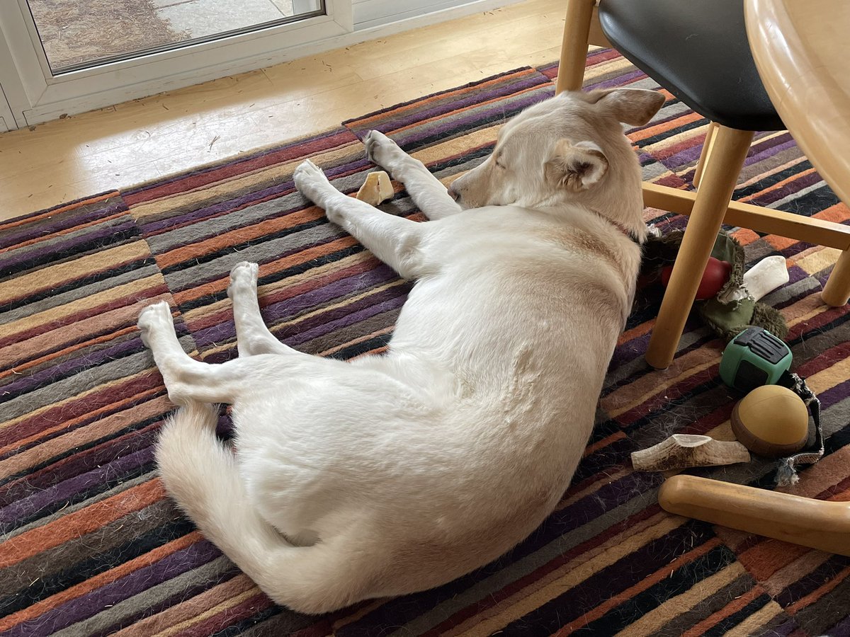 Zeus, Dog of Thunder tweet media