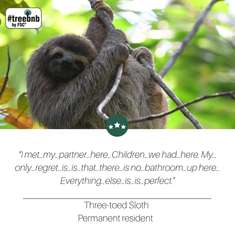 FSC_IC's tweet photo. Welcome to our #TreeBnB! 5 trees are here to showcase their talent as hosts for countless species. From roots to canopy, these trees support life in all its shapes and forms. Visit their profiles and check out the reviews from their guests!
#IntlForestDay #ForestsForAllForever
