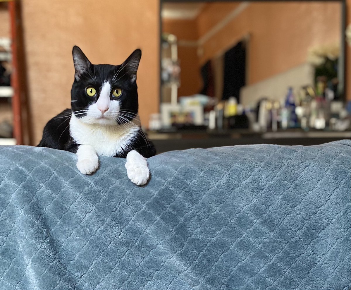 aztec_GoDd3ss's tweet photo. #Caturday #CatsOfTwitter #tuxedocats #CatsOnTwitter #mochathecat #catlovers #cats #CatsRule #catsarebetterthandogs https://t.co/S0Q3Kv4Hl0