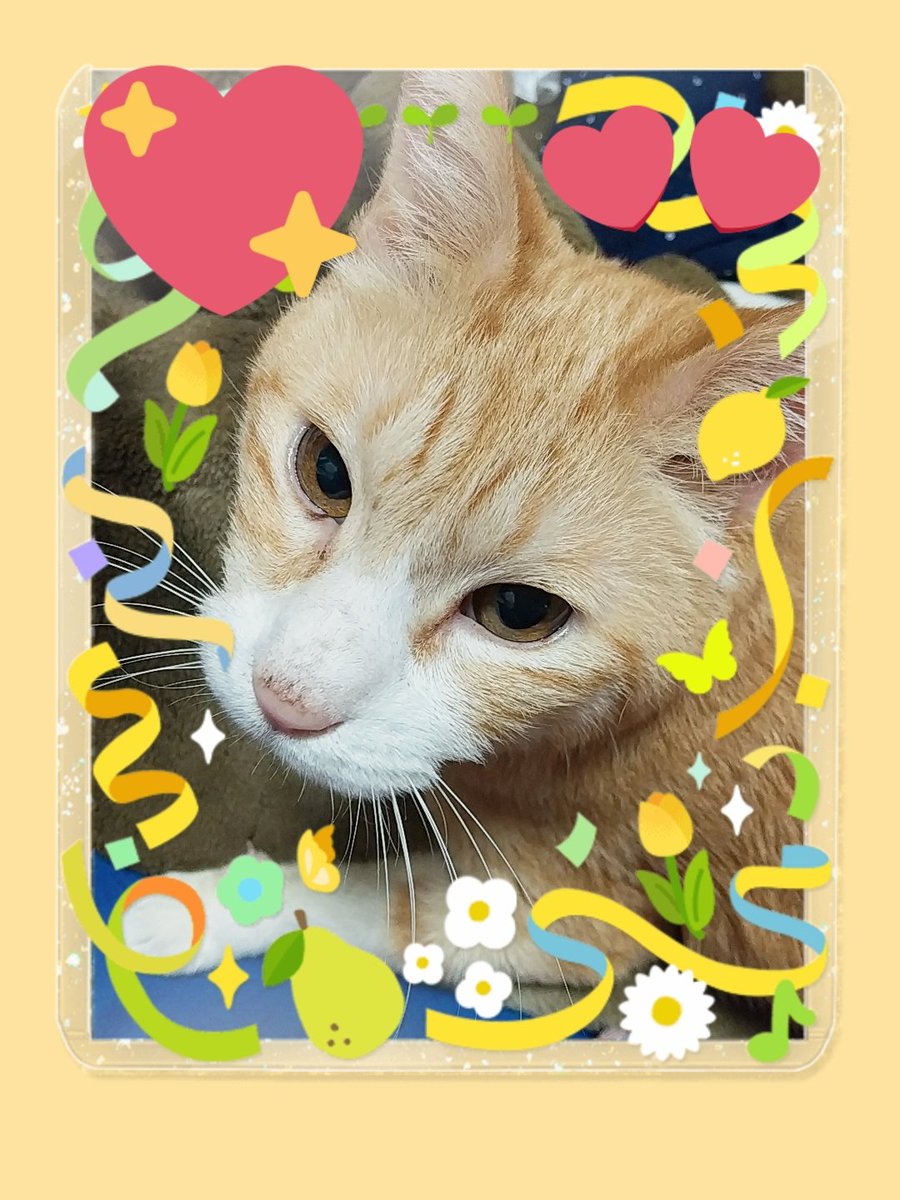 コスモス 花ちゃん トラちゃん 手作りヘアーアクセサリー いいね して下さった方ありがとうございます 嬉しいです 花 猫 手作り アクセサリー りぼん ニノ 松潤 嵐 ファンクラブ