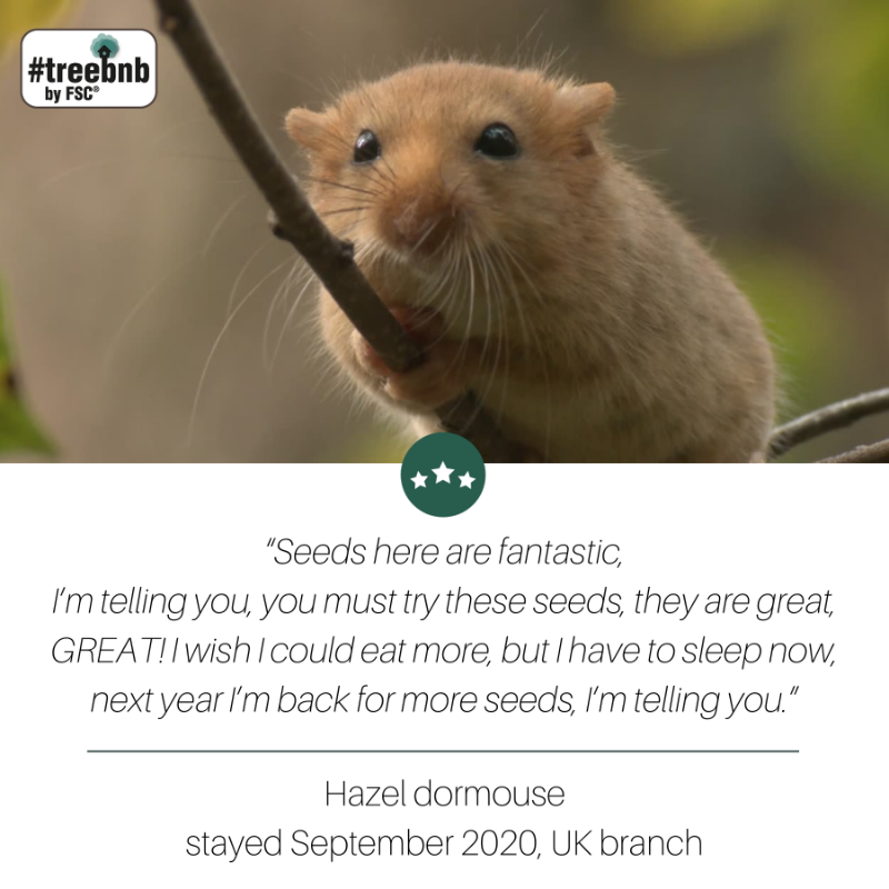 FSC_IC's tweet photo. Welcome to our #TreeBnB! 5 trees are here to showcase their talent as hosts for countless species. From roots to canopy, these trees support life in all its shapes and forms. Visit their profiles and check out the reviews from their guests!
#IntlForestDay #ForestsForAllForever