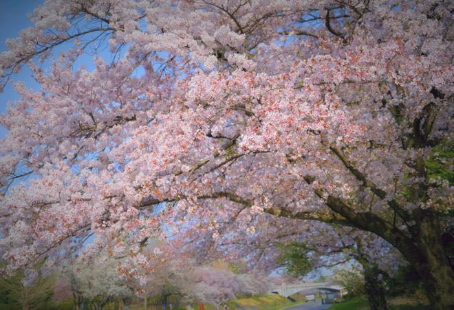 RobinStanfill2's tweet image. Enjoy the Day🍃
Have a wonderful Saturday🍃🌸🕊✨
#LoveOneAnother #ShowKindness 
#FirstDayOfSpring2021🍃March 20th