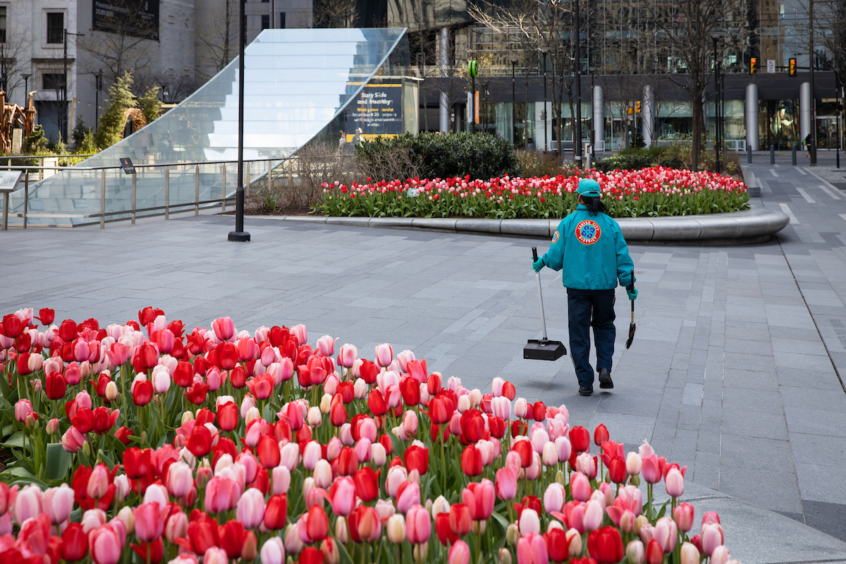 discoverPHL's tweet image. Happy 30th Anniversary to @CCDPhila! 🎉

Each year the CCD team plants 25,000 tulip bulbs throughout @CCDParks, including #DilworthPark. Learn more about CCD's 30-year history of keeping the district clean, safe and attractive ➡ bit.ly/3lIFNhT

#UnstoppablePHL