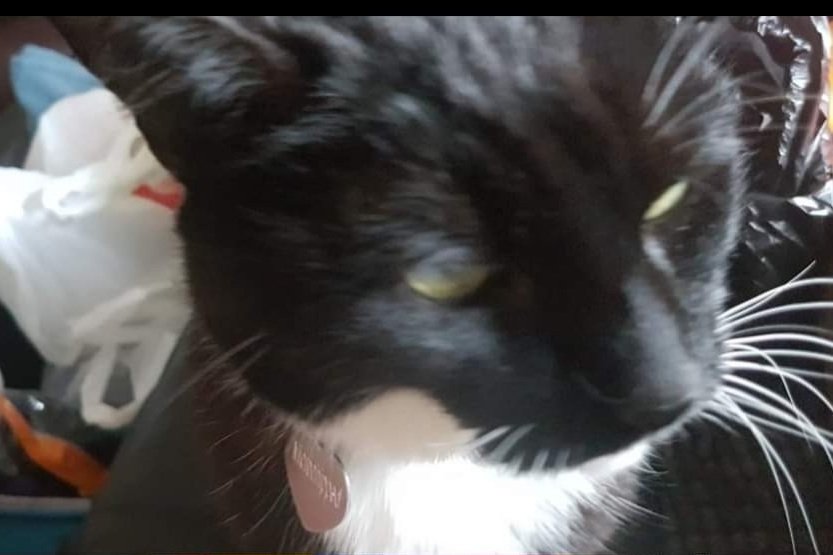BexBexy2's tweet photo. She hasn't left my side today ππ #Caturday #CatsOfTwitter #streambuddy https://t.co/z15y6bsDEF