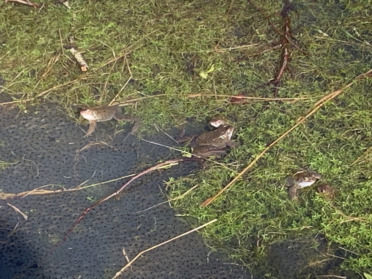 WendyFindlay2's tweet photo. Great to be part of the @SevenLochs clear up today and see some amazing wildlife on #Cardowan Moss. https://t.co/DpTzW226oi