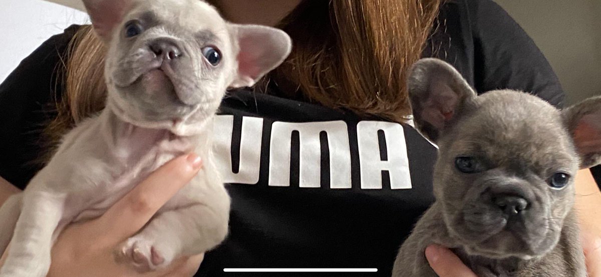 JeanGreyTheFB's tweet photo. Exciting news Frens! 
My fur-sis is also coming to London. Our hoomans didn’t want to separate us especially after our mum rejected us. Exciting times! 
Meet Ororo (Ro for short) Munroe. 
#PuppiesofTwitter https://t.co/2qaXvOp11C