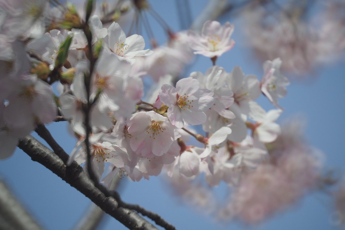 咲き始めましたね 桜 毎年花見をやってたとしまえんは閉園してしまったけれど それ 日高トモキチ 小説集 レオノーラの卵 発売中のイラスト