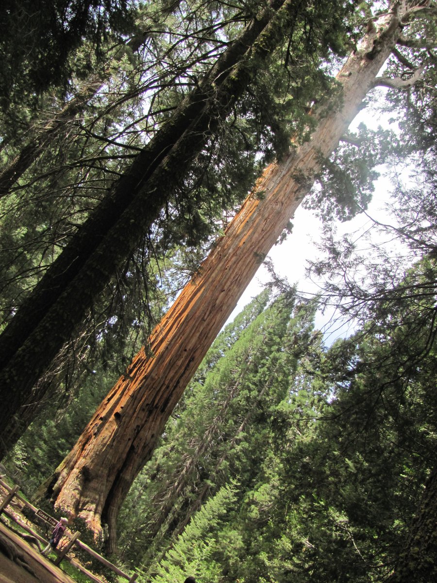 KNiitepold's tweet image. Vanhoja kuvia: Maailman toiseksi suurin puu. Tilavuus noin 1320 kuutiota, eli yhtä paljon puuta kuin 4 hehtaarilla saksalaista metsää tai -- pitäkää hatuistanne kiinni -- 11 hehtaarilla suomalaista metsää! 🤯