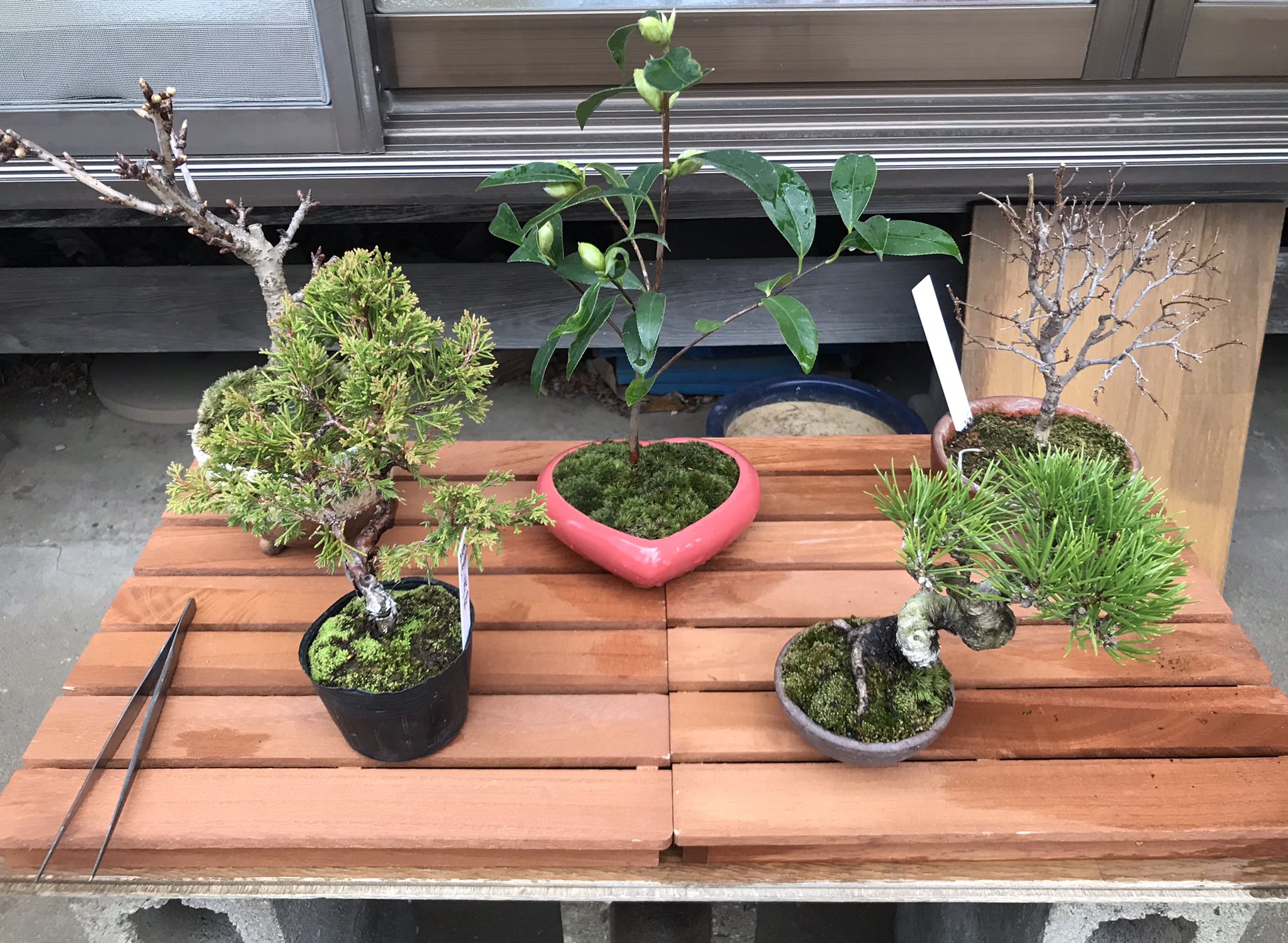 コジコジ ๑ ๑ 観葉植物は育てていたけど 昨春より在宅中心になり あーやんの影響も重なって小品盆栽を始めていた ご縁あって黒松を受継ぐ事ができ せっかくだからと遅れて注文していた椿が卒業と入れ替わるように今日届いたので 門出を