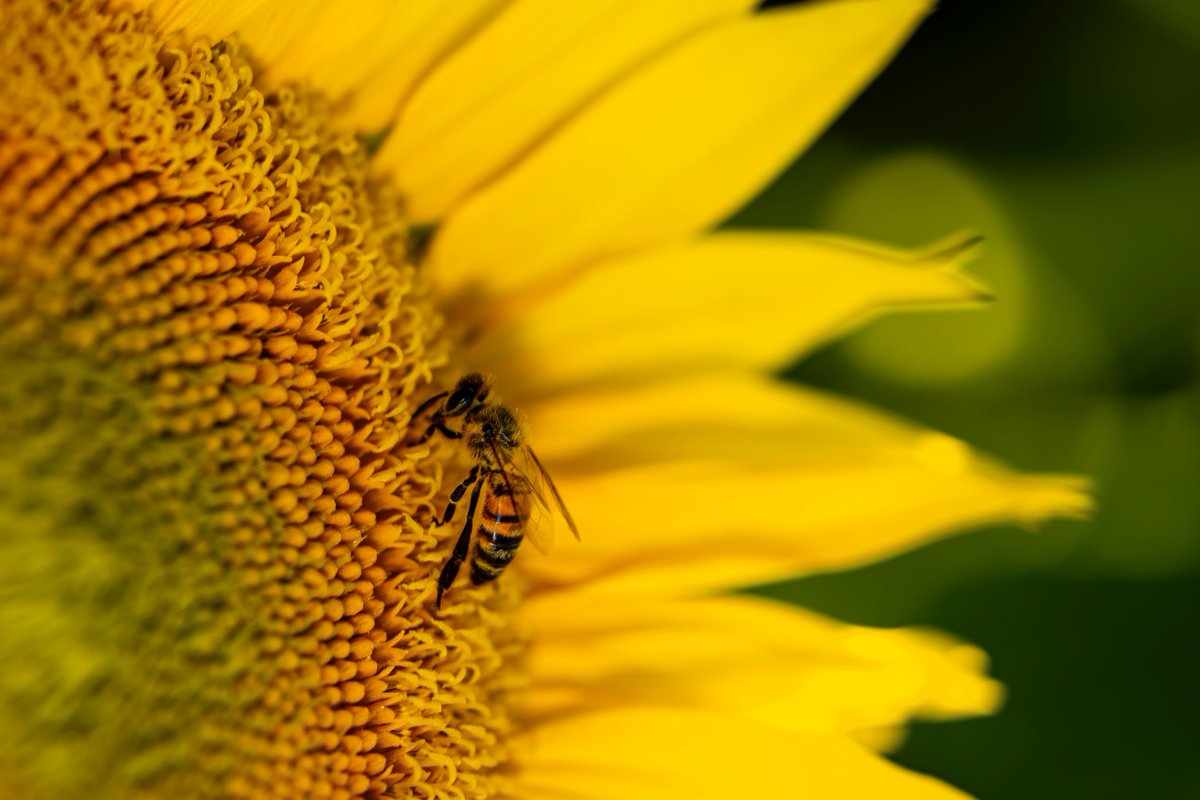 mightylittlebox's tweet image. Free seeds to save the bees. Cheerios is giving free sunflower seeds to Canadians.  Visit cheerios.ca/bringbackthebe… #savethebees #bringbackthebees
