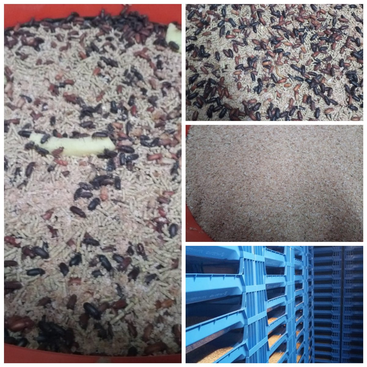 Seguimos ensayando diferentes sistemas de mejora en la producción de larvas de #tenebrio en estrecha colaboración con @teneBio. Se hace imprescindible controlar todos los parámetros del ciclo biológico para optimizar la producción #granjadeinsectos #insectoscomestibles #bsf