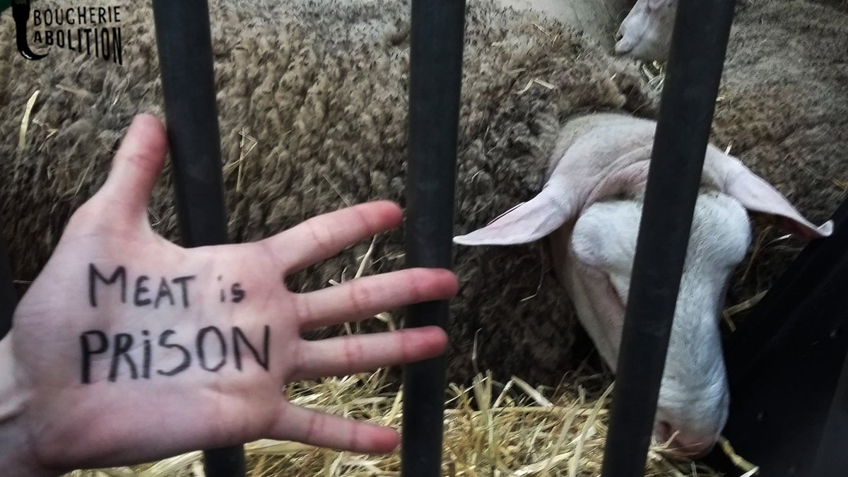 ENDHUSBANDRYNOW's tweet photo. #HandsToEndHusbandry #Endhusbandry #MeatIsPrison #June9th2021
Oppose YOUR hand for billions of paws NOW! Go, Go, Go!
You will find full user manual in your language : https://t.co/pyzBXn1rzB

Add your contribution to the map : https://t.co/pbU3aufdyM https://t.co/QWlMY8BaTb