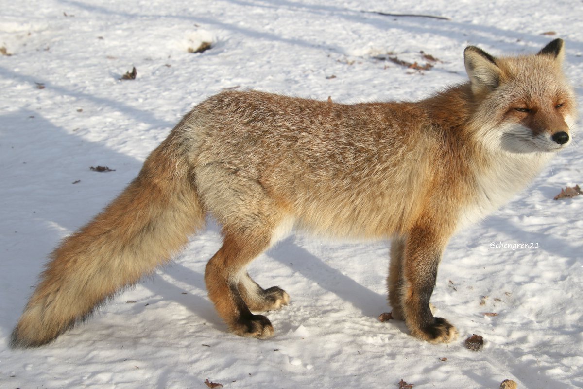 Cheng-Ren🦊🐺 on X: Cheng-Ren🦊🐺 on X: