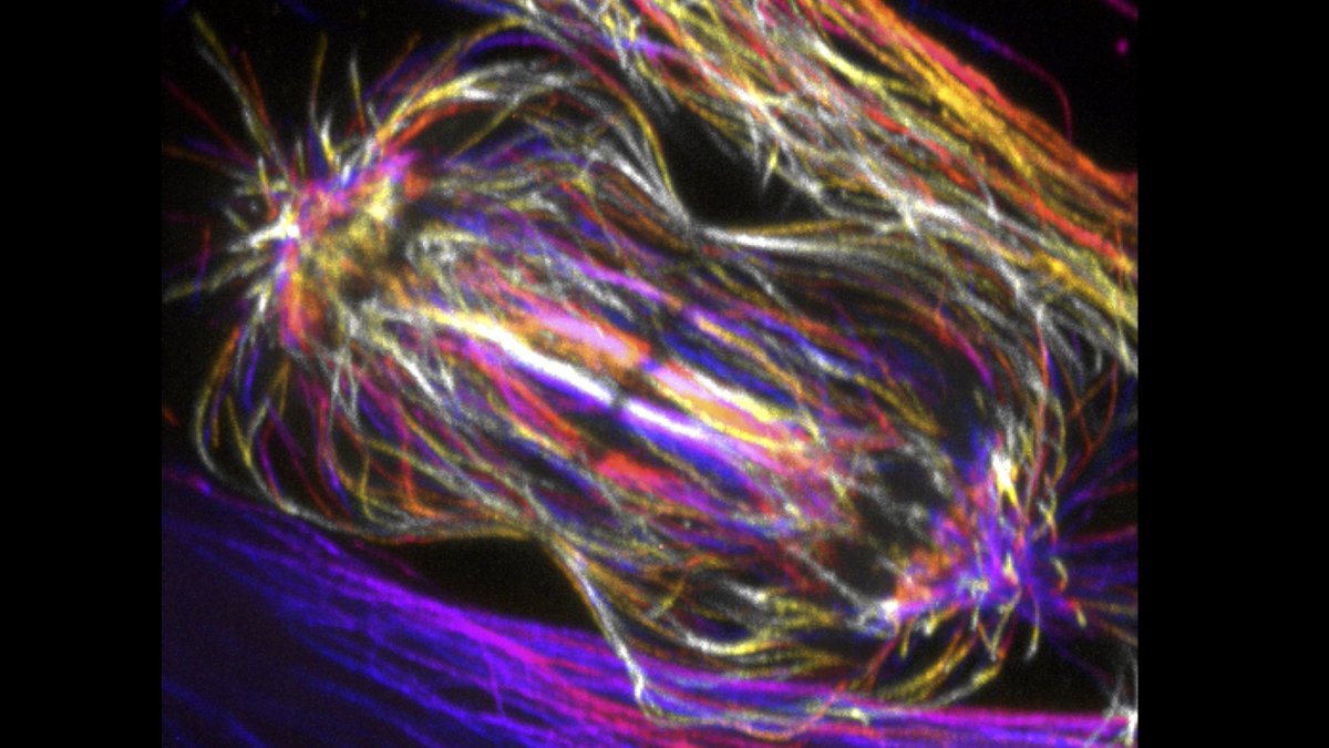 Iva Tolić (@toliclab) on Twitter photo @CentrioleLab Thanks to @CentrioleLab for having invited us to write about spindles! Here is one by <a href="/PonjavicIvana/">Ivana Ponjavić</a> and Kruno Vukušić. Colors show depth. @CentrioleLab Thanks to @CentrioleLab for having invited us to write about spindles! Here is one by <a href="/PonjavicIvana/">Ivana Ponjavić</a> and Kruno Vukušić. Colors show depth.