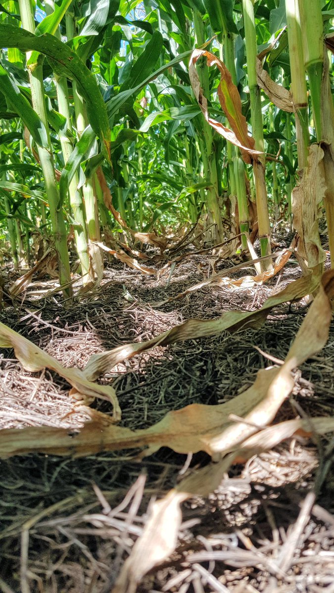 Quimarsem's tweet photo. Pisingallo QUIMARPOP 161 tardio sobre vicia... #NOGMO 
cultivo totalmente logrado y con excelentes expectativas de rendimiento.. https://t.co/epTcGu7YCS