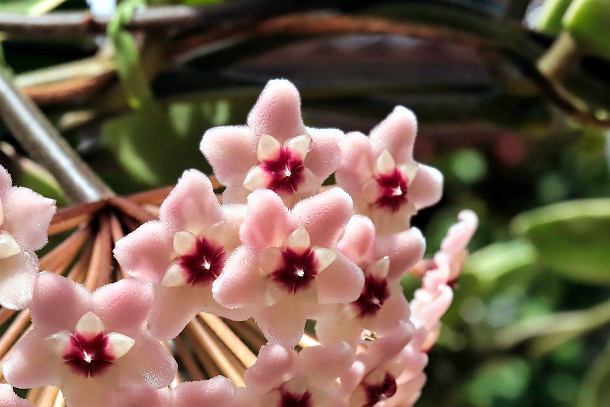 オド 今日 3月21日の誕生花は 桜蘭 サクララン Honey Plant 花言葉 人生の出発 写真は素材サイト様からお借りしました