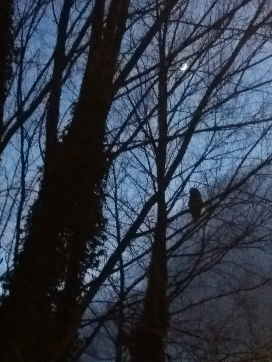 Geert_Koning's tweet photo. In je straat en buurt leven veel kleinere dieren die je bijna nooit ziet. Maar voor hun (en ook voor ons als mens) belang nodig om voor struiken, planten, bomen, strooisellaag van bladeren in tuinen en openbaar groen te zorgen. Ransuil! #Groenedijk @LRmakenwesamen @RaadUtrecht https://t.co/b5JCTuQyom