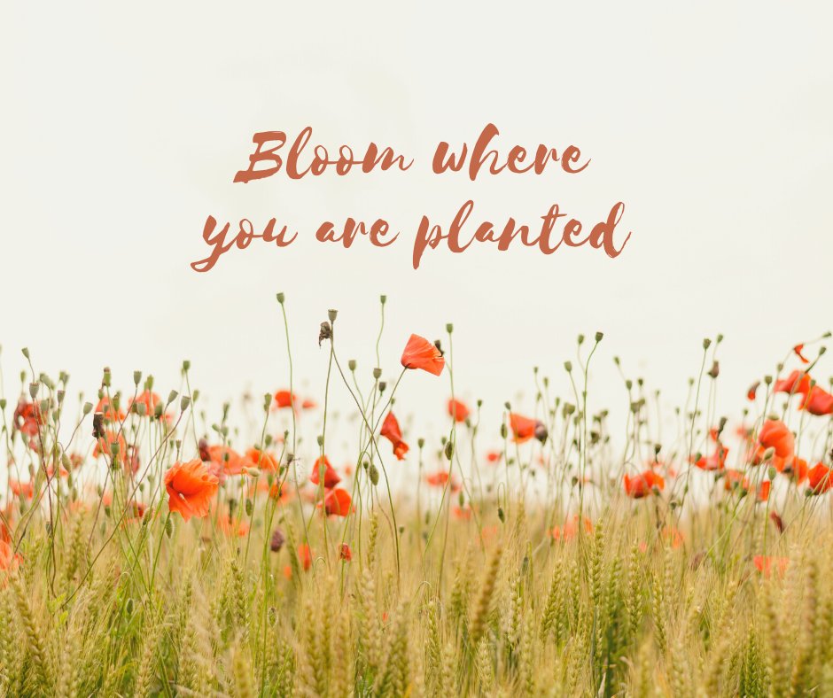 LPCCtoronto's tweet photo. Welcome Spring! #spring #Spring2021 #SpringIsComing #SpringTime #SpringFlowers #SpringForward #Church #SundayService https://t.co/2PGrFr6aKi