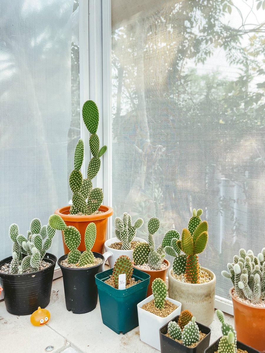 YoddStories's tweet photo. ❤️🌵🤢 https://t.co/33lbC8RnM0