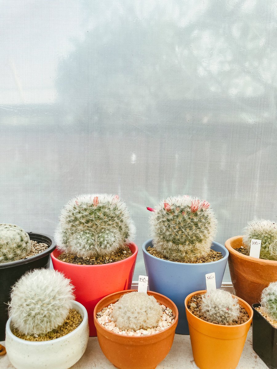 YoddStories's tweet photo. ❤️🌵🤢 https://t.co/33lbC8RnM0