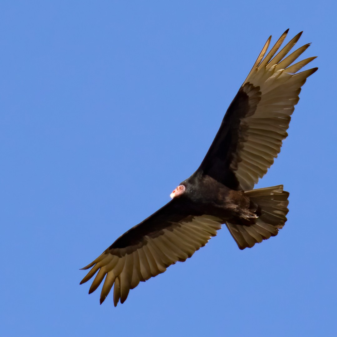 MichiganAudubon's tweet photo. The vernal equinox is here!
What bird species marks the onset of spring to you? The Turkey Vulture is one of our favorites!
📷 Turkey Vulture photo by Mick Thompson | APA
#springishere #springmigration #vernalequinox #equinox #turkeyvulture #vulture #birdsofspring https://t.co/plgN4r06fl