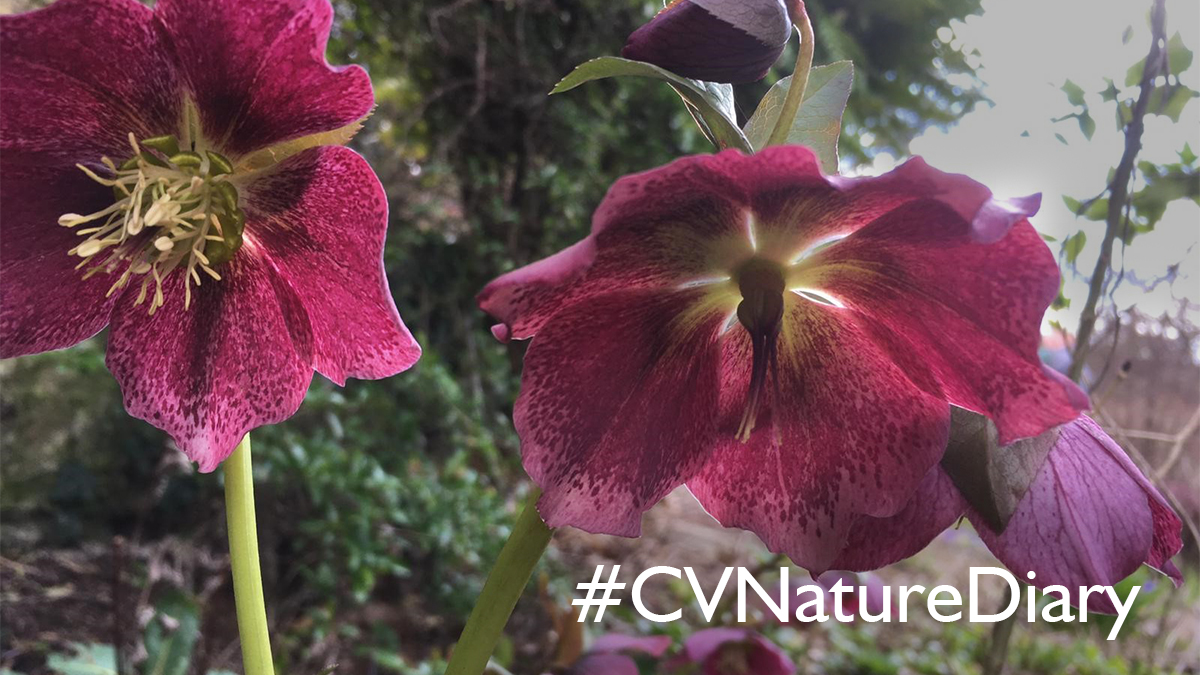 ComptonVerney's tweet photo. Today is the first day of spring & it certainly looks like it around our Grounds π΅οΈ We'd love to included your observations of nature in our upcoming exhibition, 'Rebecca Louise Law: Seasons'
Share your films & photos to Instagram and tag #CVNatureDiary
https://t.co/ISSMTaiVN2 https://t.co/IGCB7a1UVM