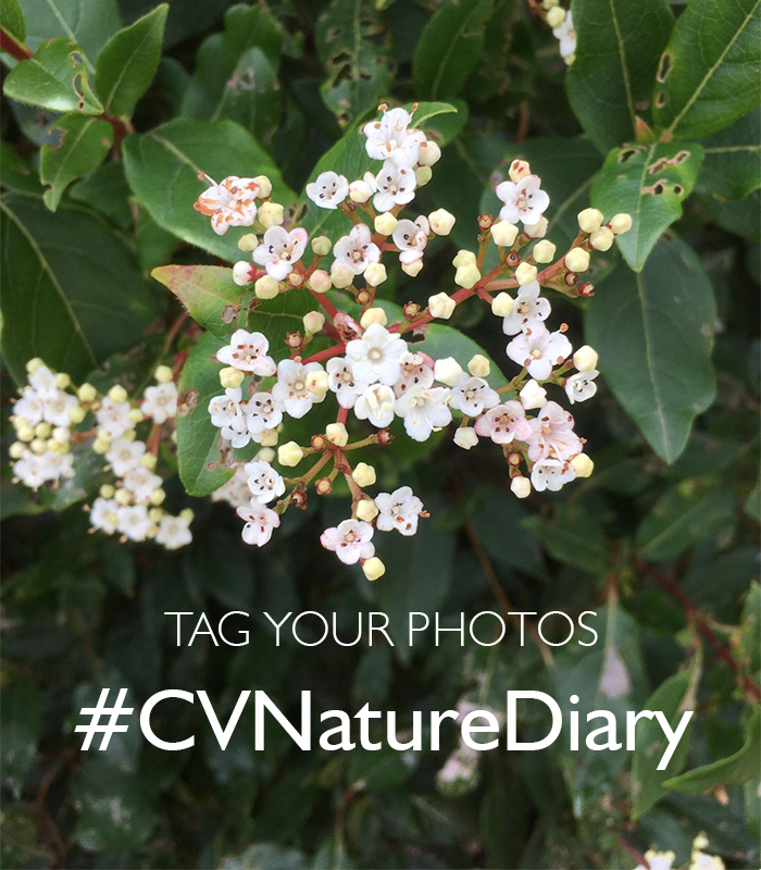 ComptonVerney's tweet photo. Today is the first day of spring & it certainly looks like it around our Grounds π΅οΈ We'd love to included your observations of nature in our upcoming exhibition, 'Rebecca Louise Law: Seasons'
Share your films & photos to Instagram and tag #CVNatureDiary
https://t.co/ISSMTaiVN2 https://t.co/IGCB7a1UVM