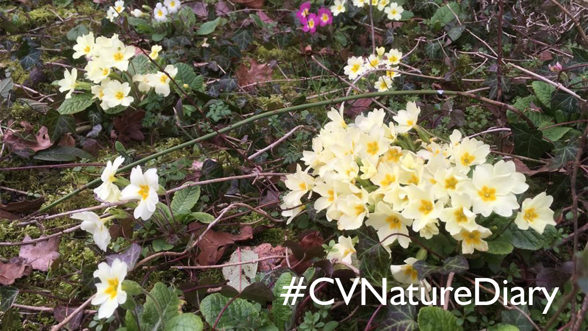ComptonVerney's tweet photo. Today is the first day of spring & it certainly looks like it around our Grounds π΅οΈ We'd love to included your observations of nature in our upcoming exhibition, 'Rebecca Louise Law: Seasons'
Share your films & photos to Instagram and tag #CVNatureDiary
https://t.co/ISSMTaiVN2 https://t.co/IGCB7a1UVM